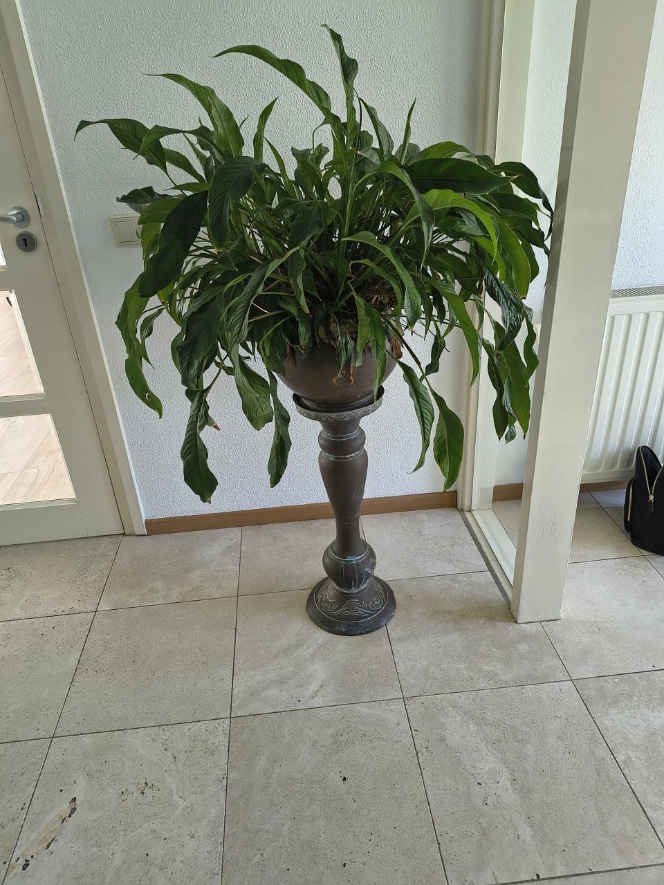 Plant in prachtige koperen pot