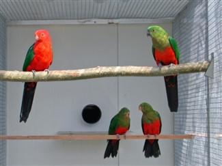 Australische Koningsparkiet