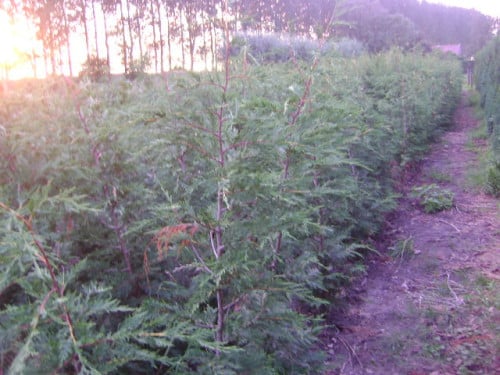 Leylandii coniferen > 2m