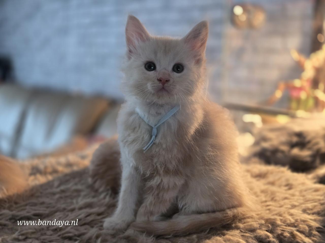 Mega mooie maine coon kittens met stamboom