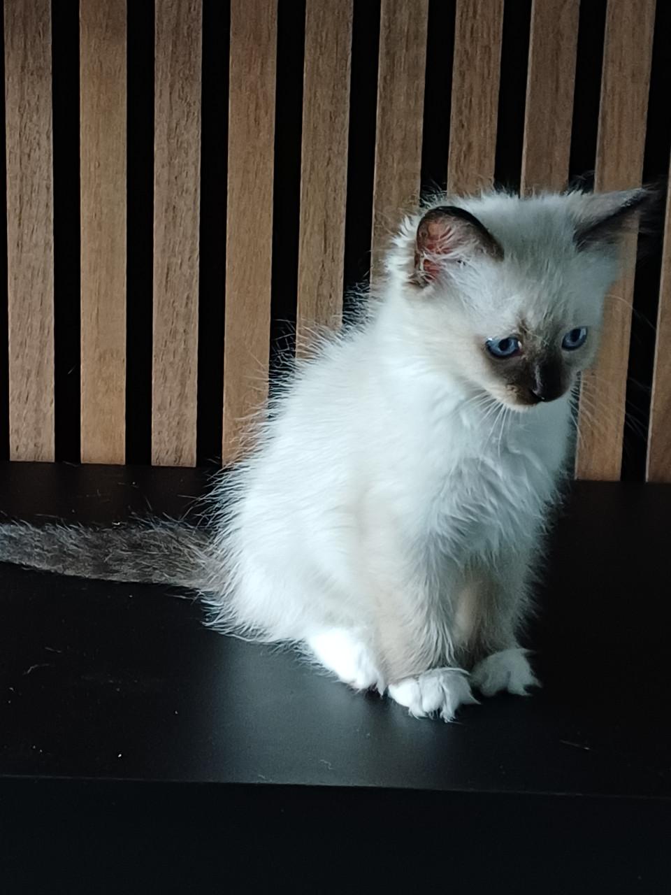 Super leuke Ragdoll kittens met stamboom beschikbaar.