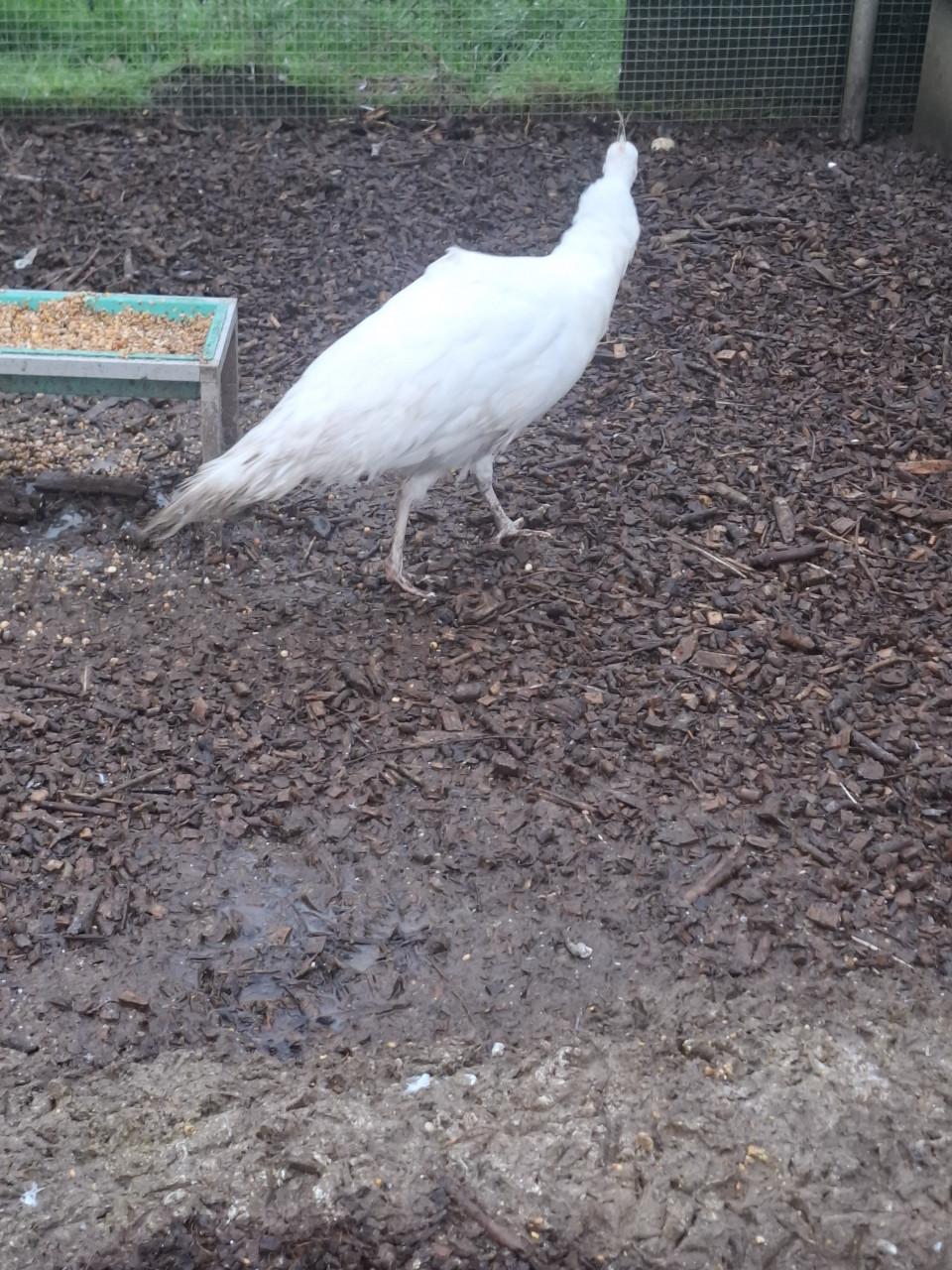 Witte en blauwe pauwen