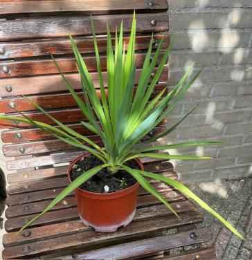 Mooie Yucca 50 cm.  hoog