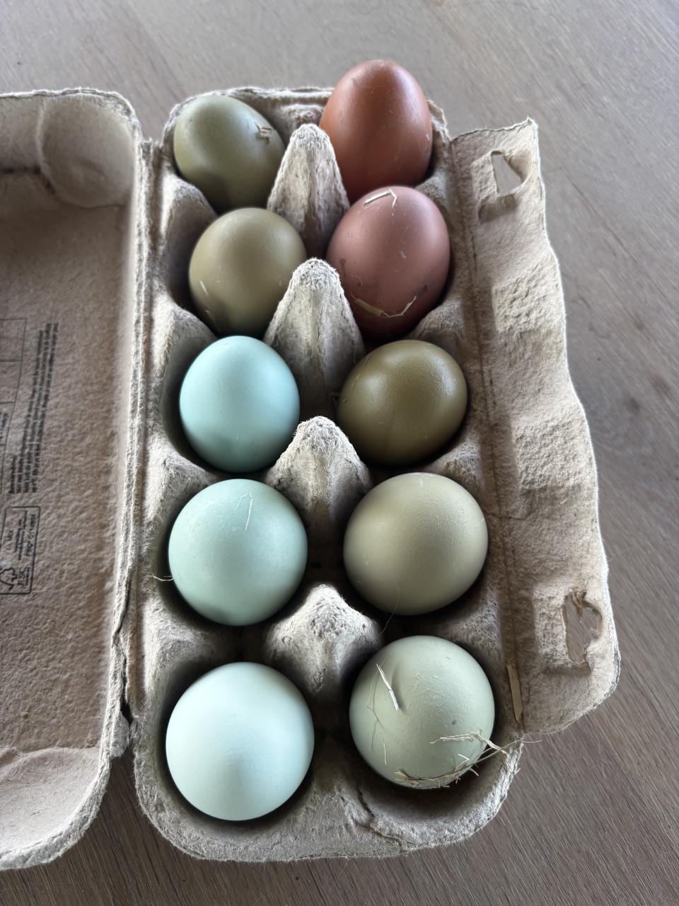 Verschillende kleuren broedeieren.