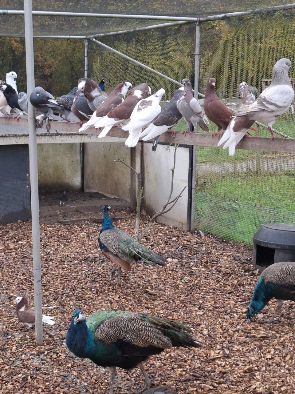 Sierduiven, ruime keuze