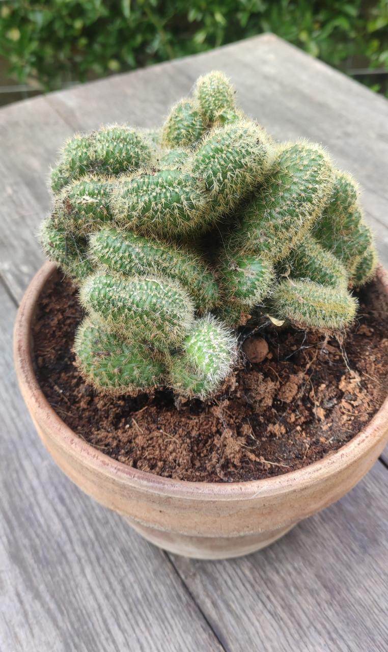 Cleistocactus winteri “Cristata” - Gouden rattenstaart