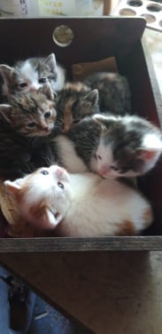 Wij zijn 5 jonge katjes en zoeken een nieuwe baas