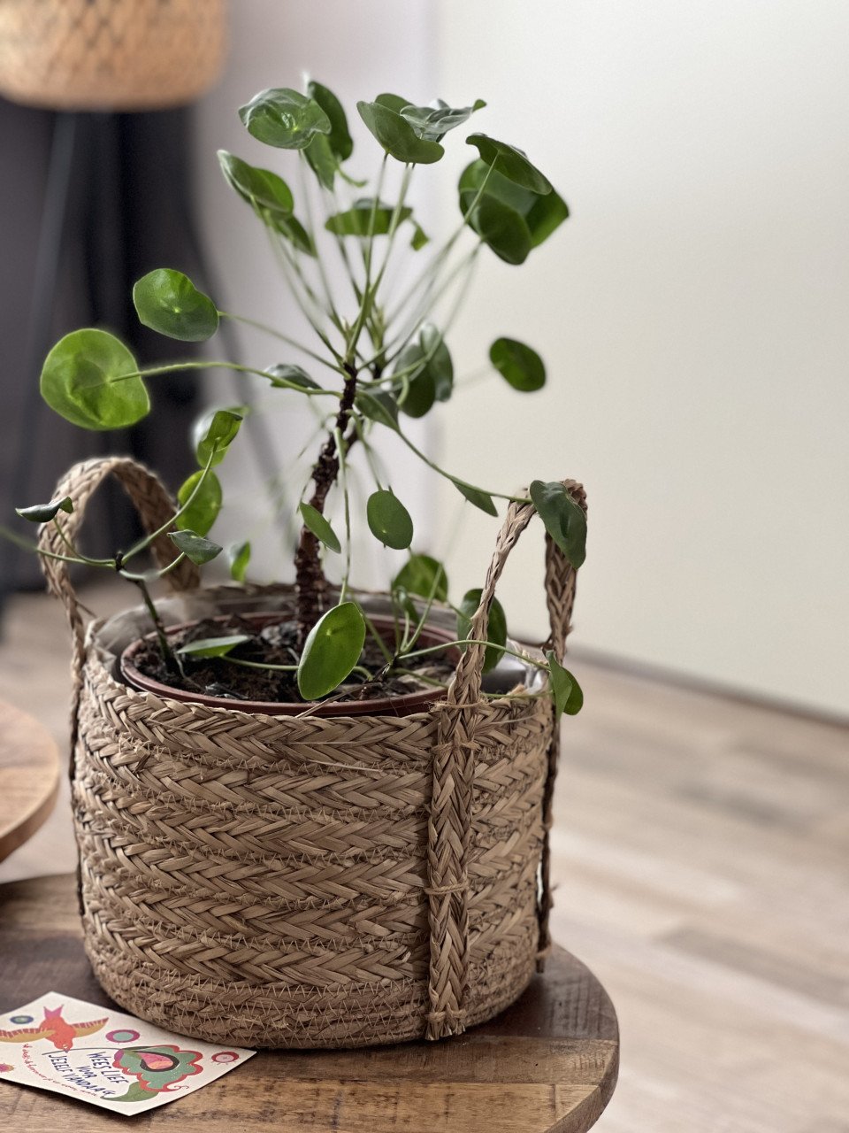 Diverse kamerplanten
