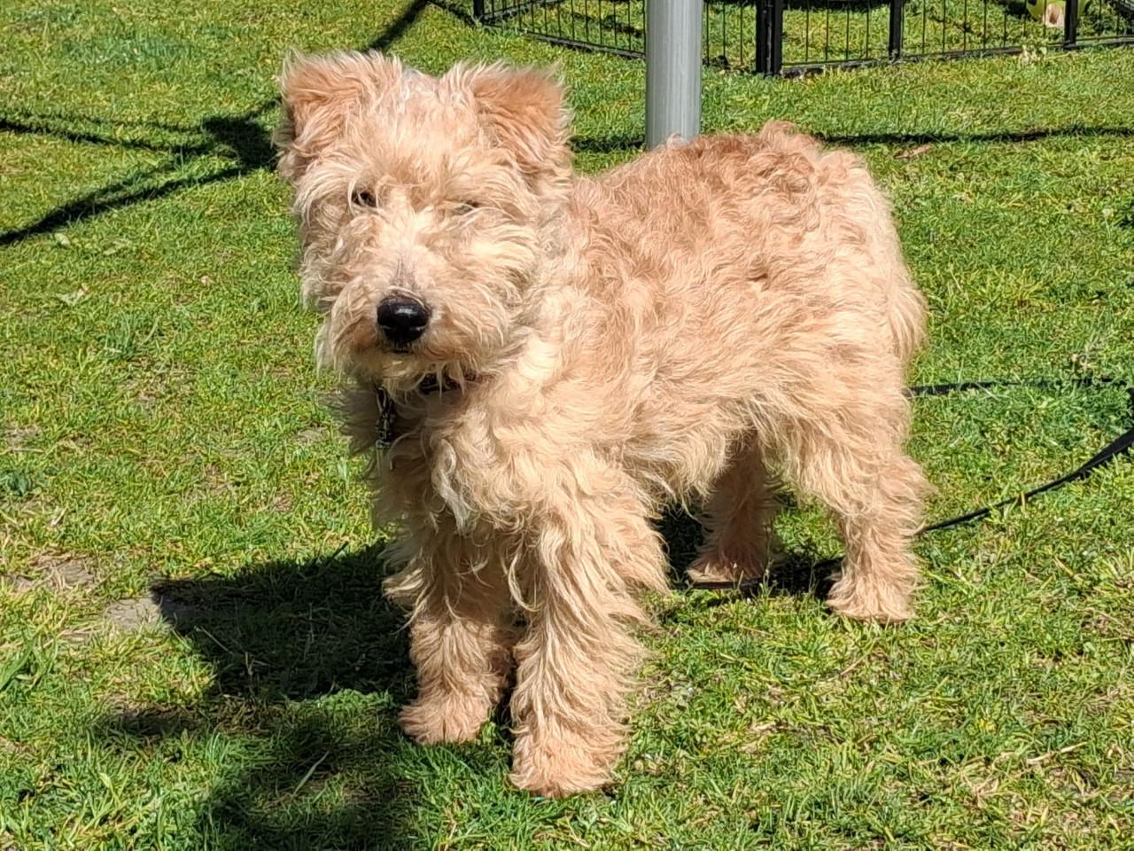 Lakeland terrier pup met stamboon