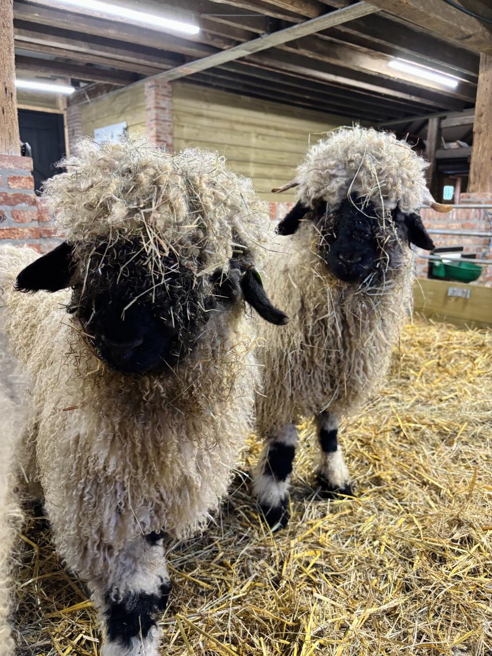 Bijzondere Walliser Schwarznase schapen