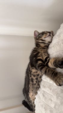 Kitten