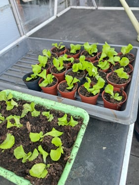 Sla plantjes