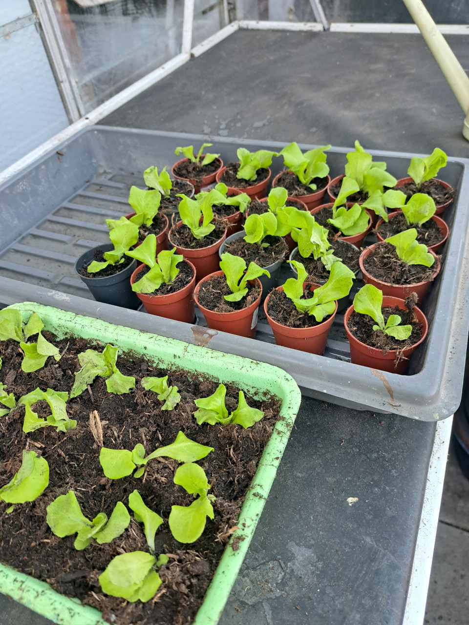 Sla plantjes