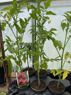 Tomatenplanten (grote Trostomaten)