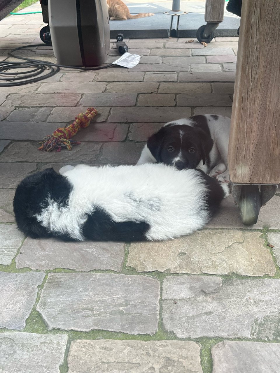 Labrador / Friese stabij puppy’s
