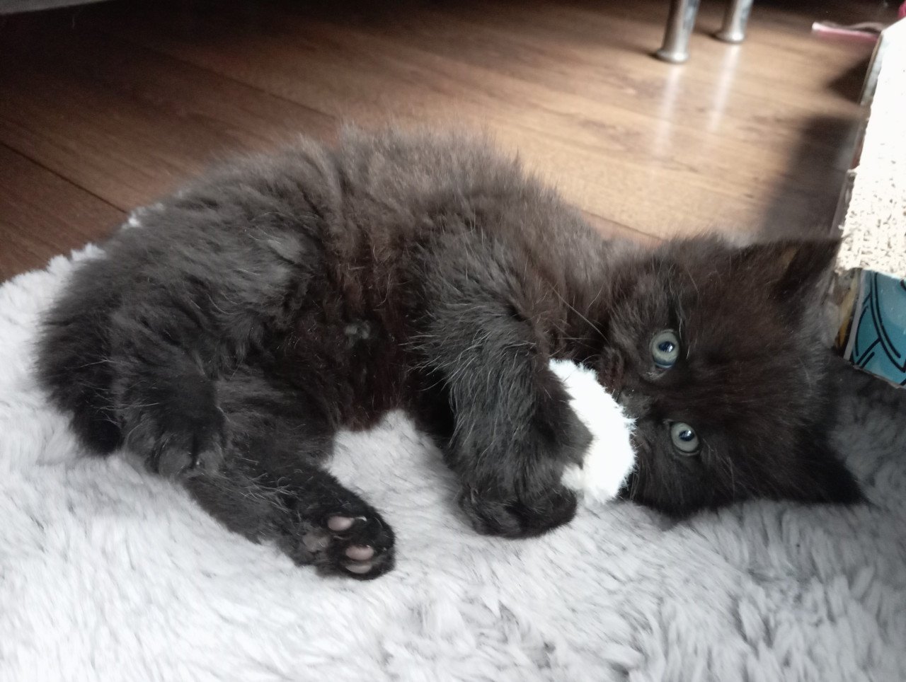 Kitten mannetje langhaar