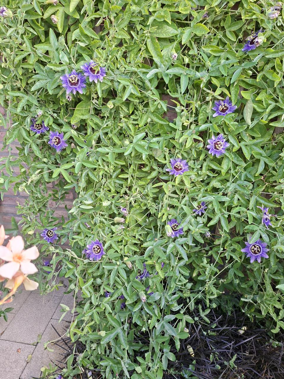 2 passie bloem stekken