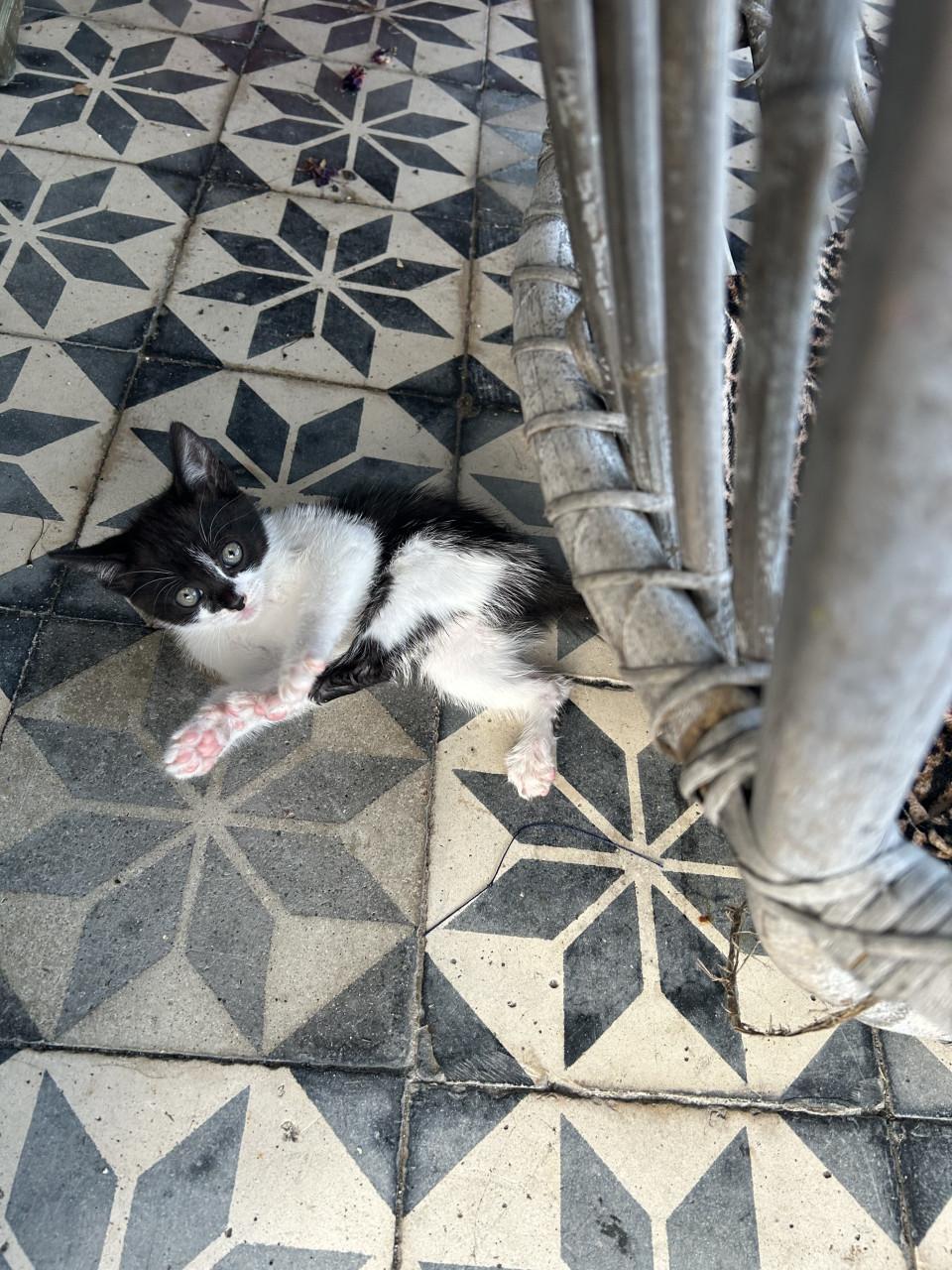 Prachtige kittens 😻