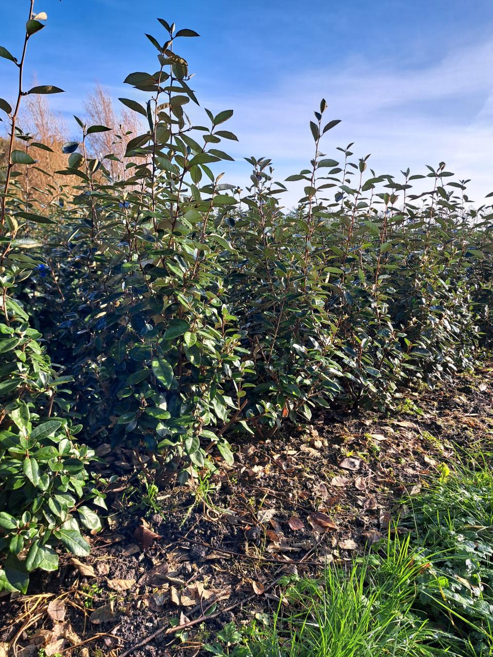 Olijfwilg, Elaeagnus