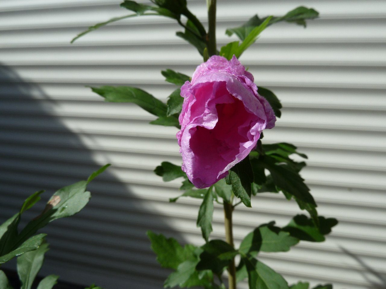 HIBISCUS OP STAM