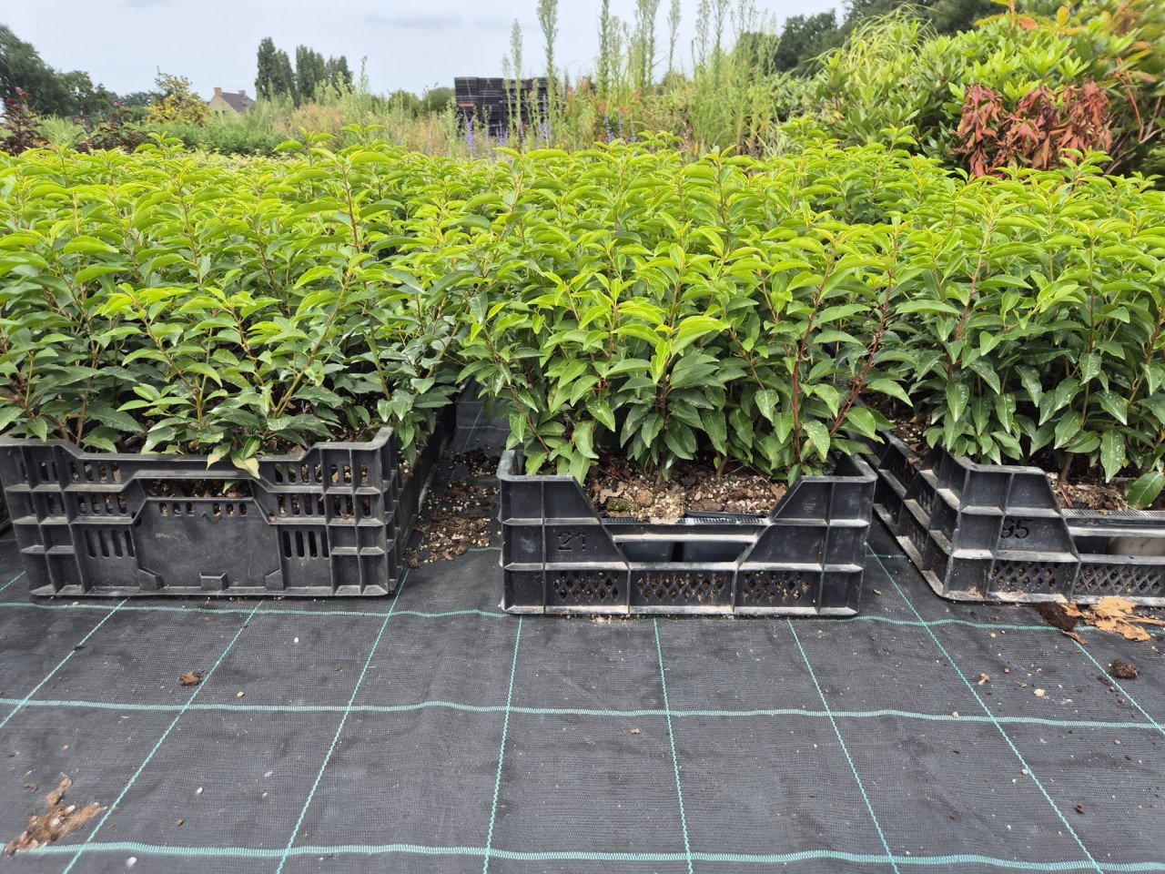 Portugese laurier haagplantjes 30-40 cm