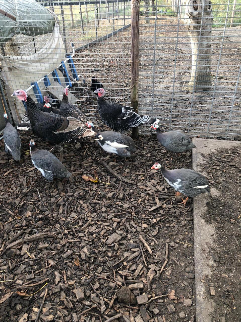 Kalkoenen en Parel hoenders