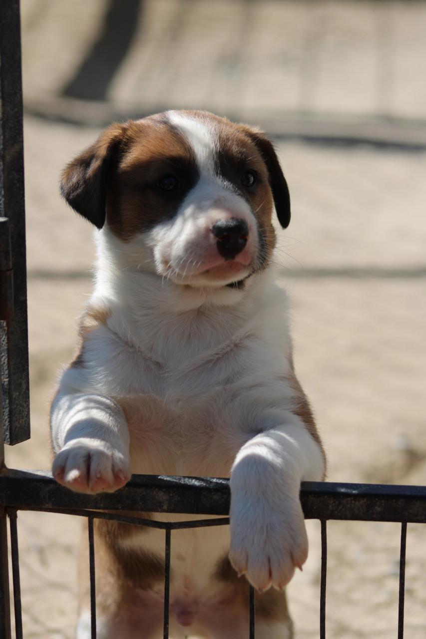 Alora Dog Rescue: Freddy laat je hart smelten