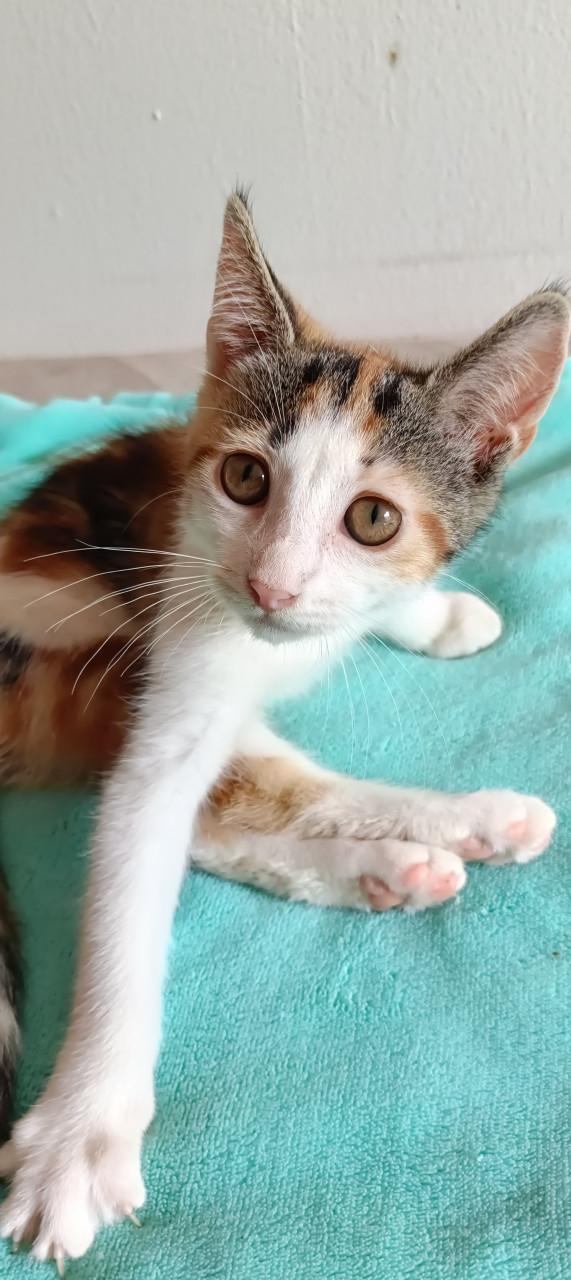 Mooie kittens