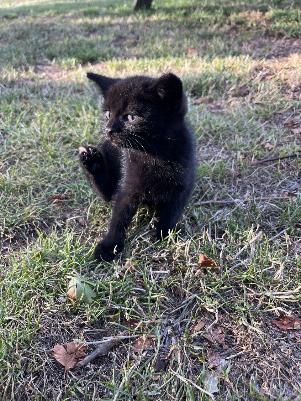 DEZE 2 LIEVE KITTENS ZOEKEN NOG EEN HUISJE