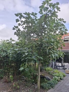 Vijgenboom