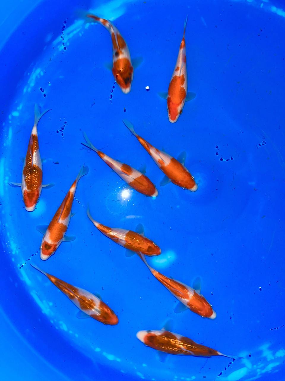 Japanse jonge Tosai koi 12-16cm