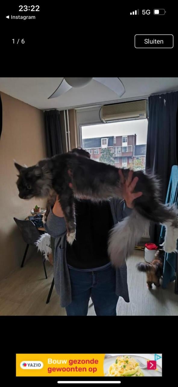 Prachtige Maincoon kittens