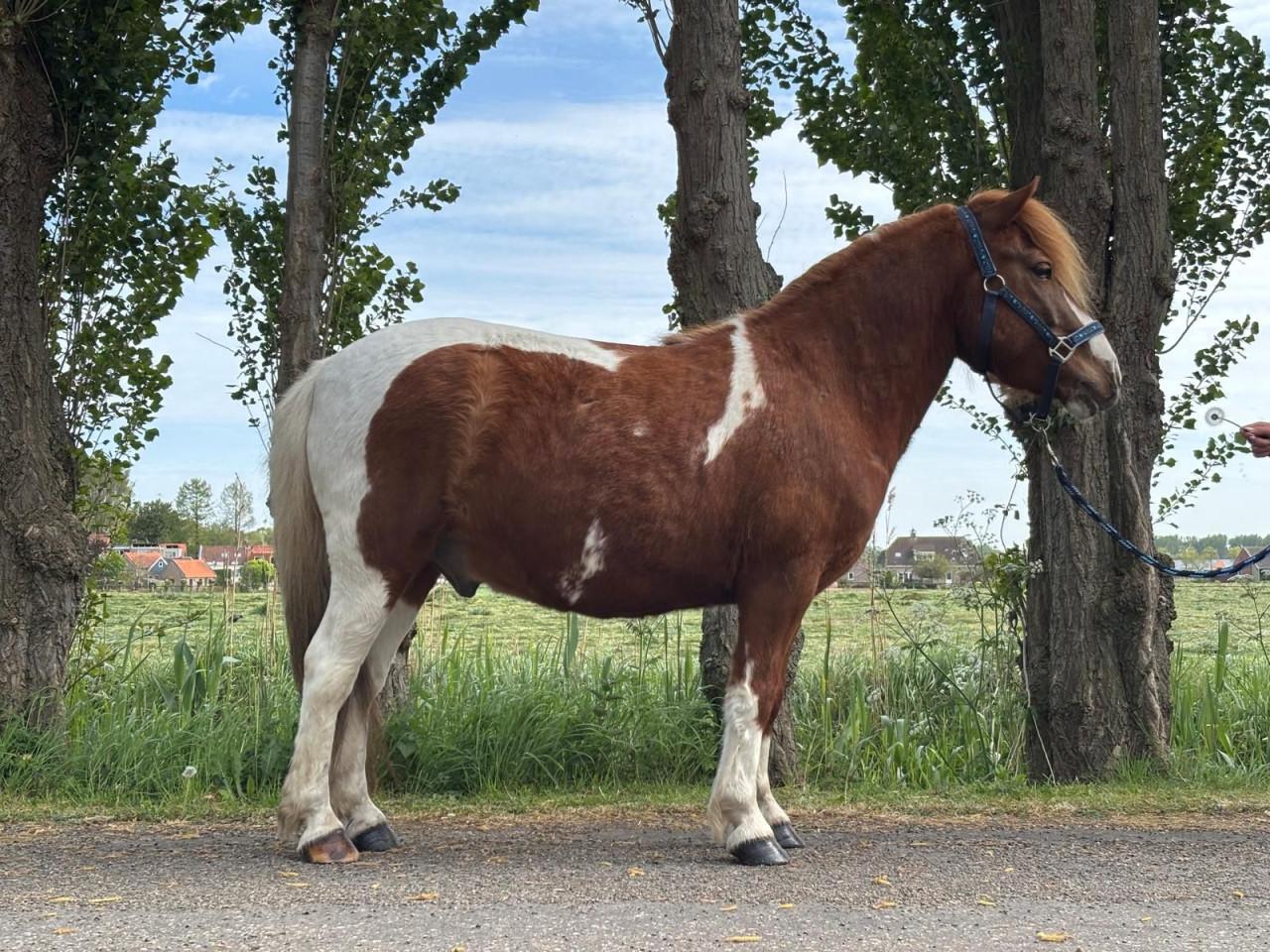 Leuke 8 jarige ruin!