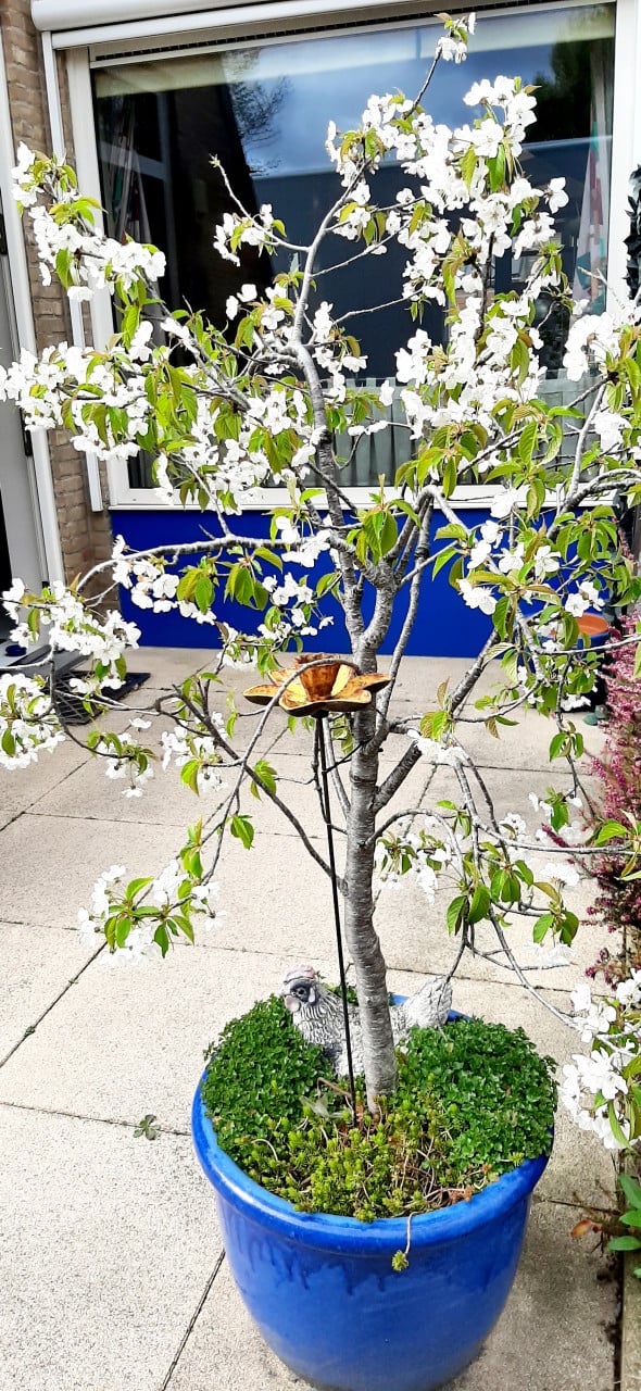 Gezonde Kersenboom ( zoete kers ) in blauwe Aziatische pot