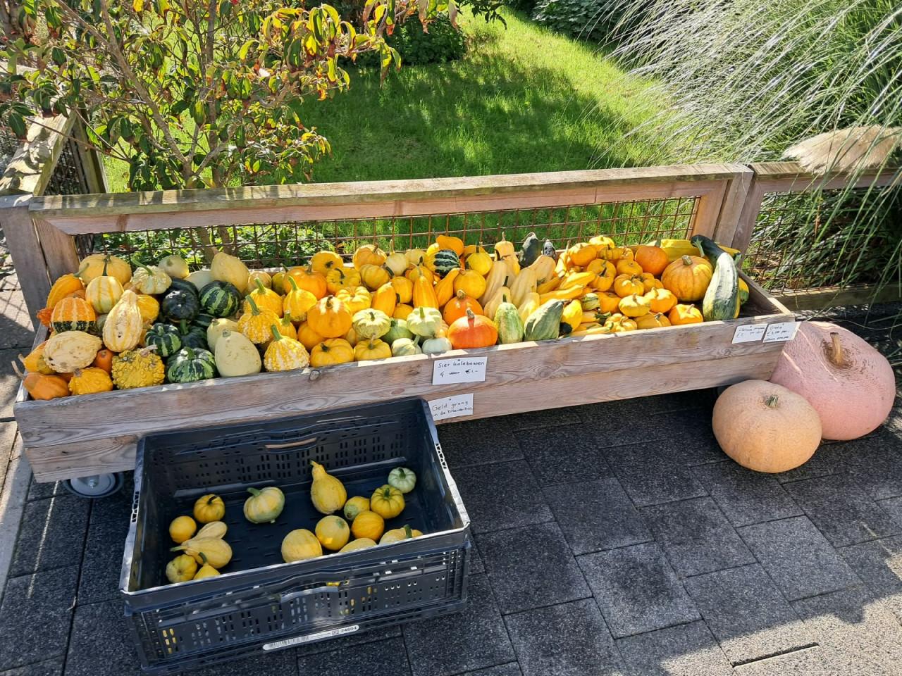 Kalebassen 4 voor € 1,00 - uitzoeken maar