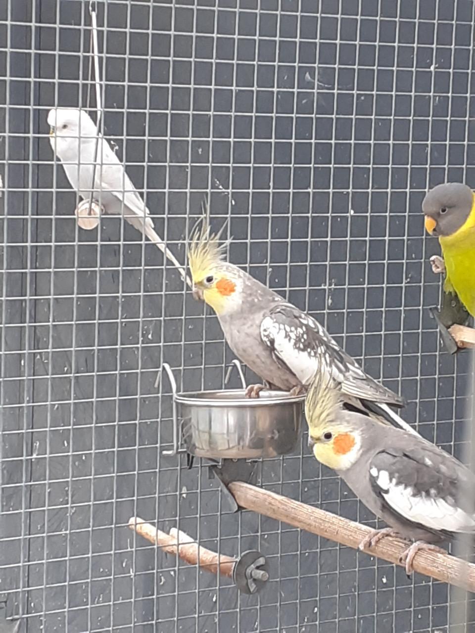 Geelwang valkparkiet  pop