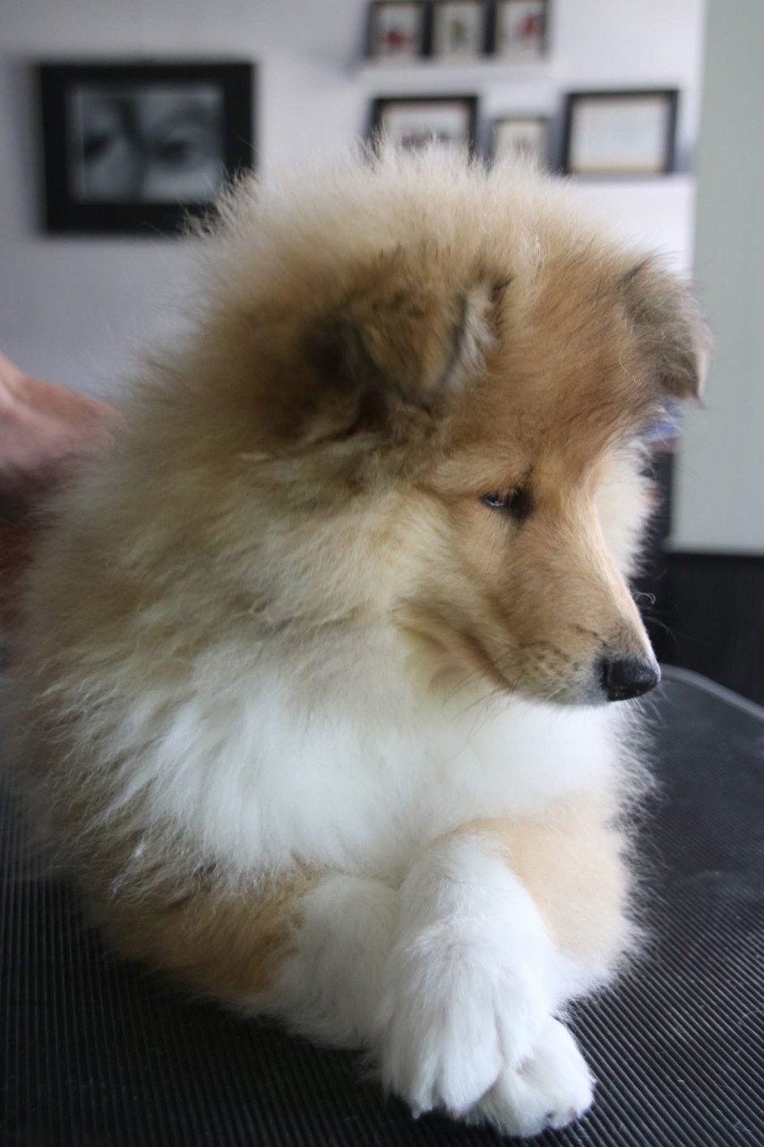 Schotse Collie pups