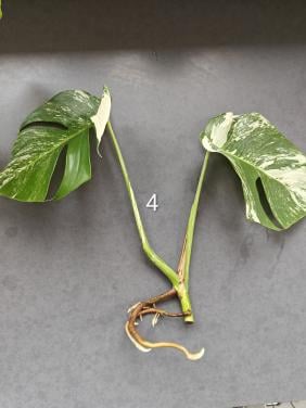 Monstera Variegata stekken, kamerplant