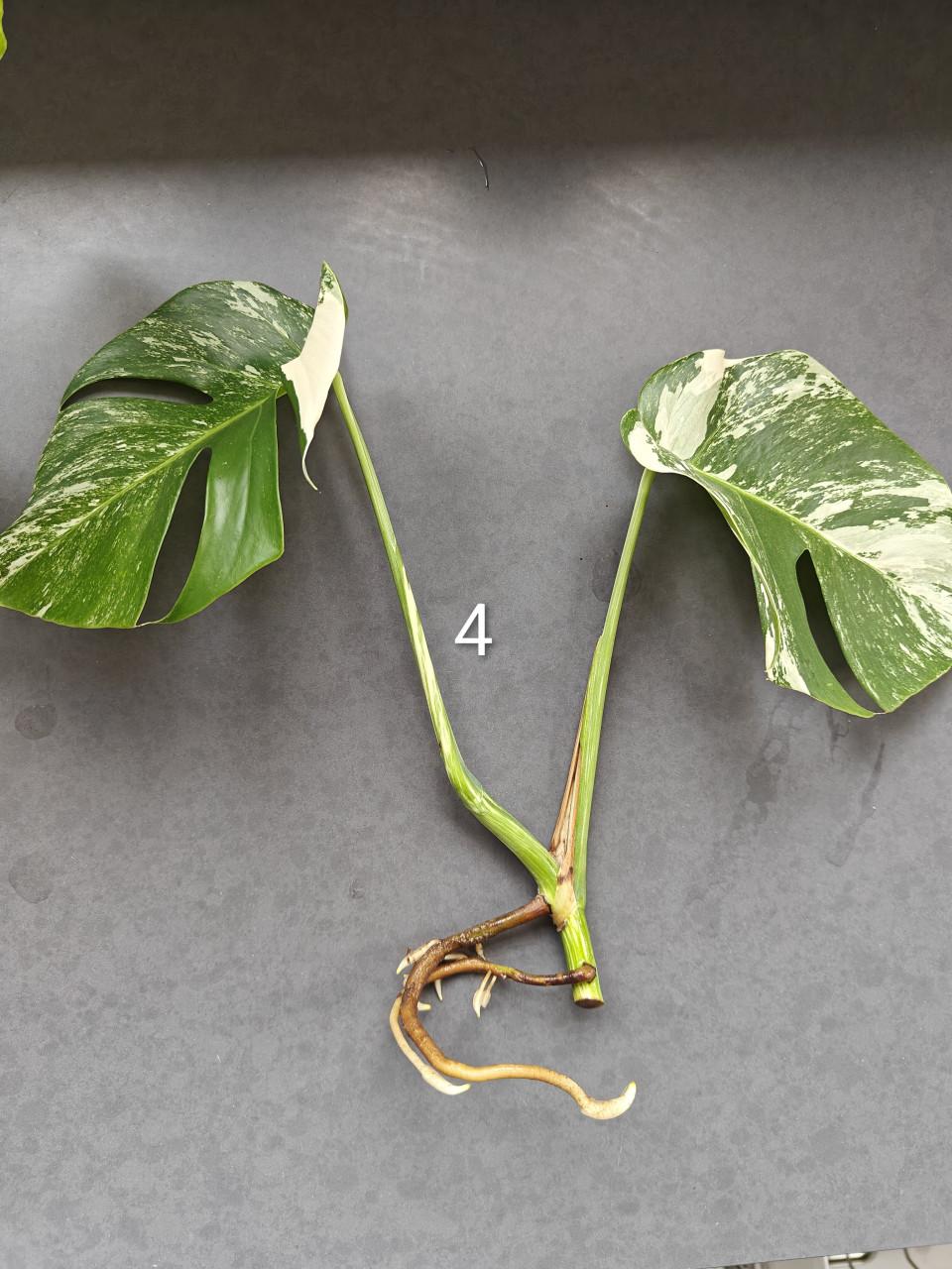 Monstera Variegata stekken, kamerplant