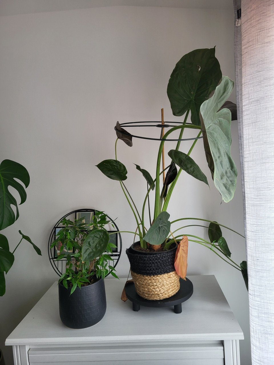 Kamerplanten