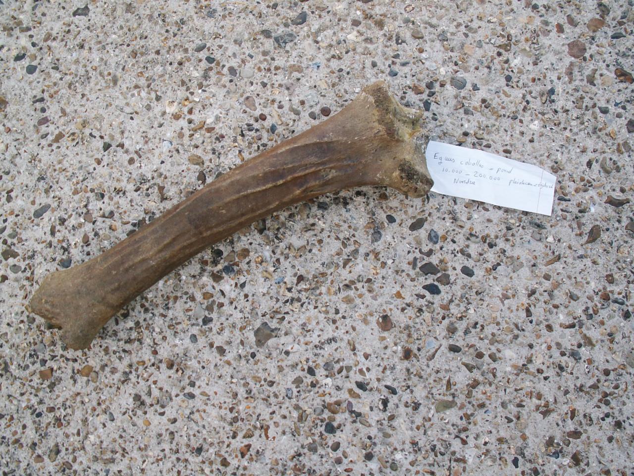 Te koop; fossiel heupkop mammoet en prehistorisch paard bot