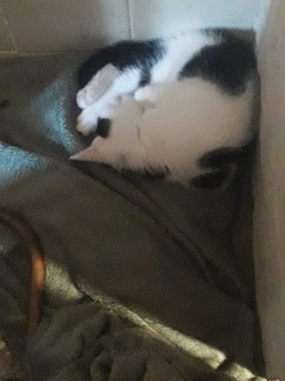 Kittens zoeken liefdevol thuis