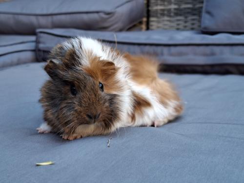 Mooie peruvian cavia's