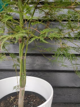 Emerald lace Japanse esdoorn Acer Dissectum