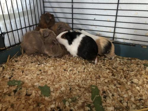 Baby cavia’s!!!