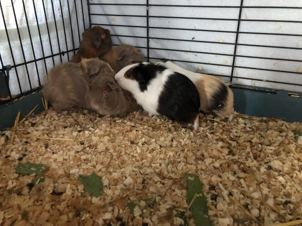 Baby cavia’s!!!