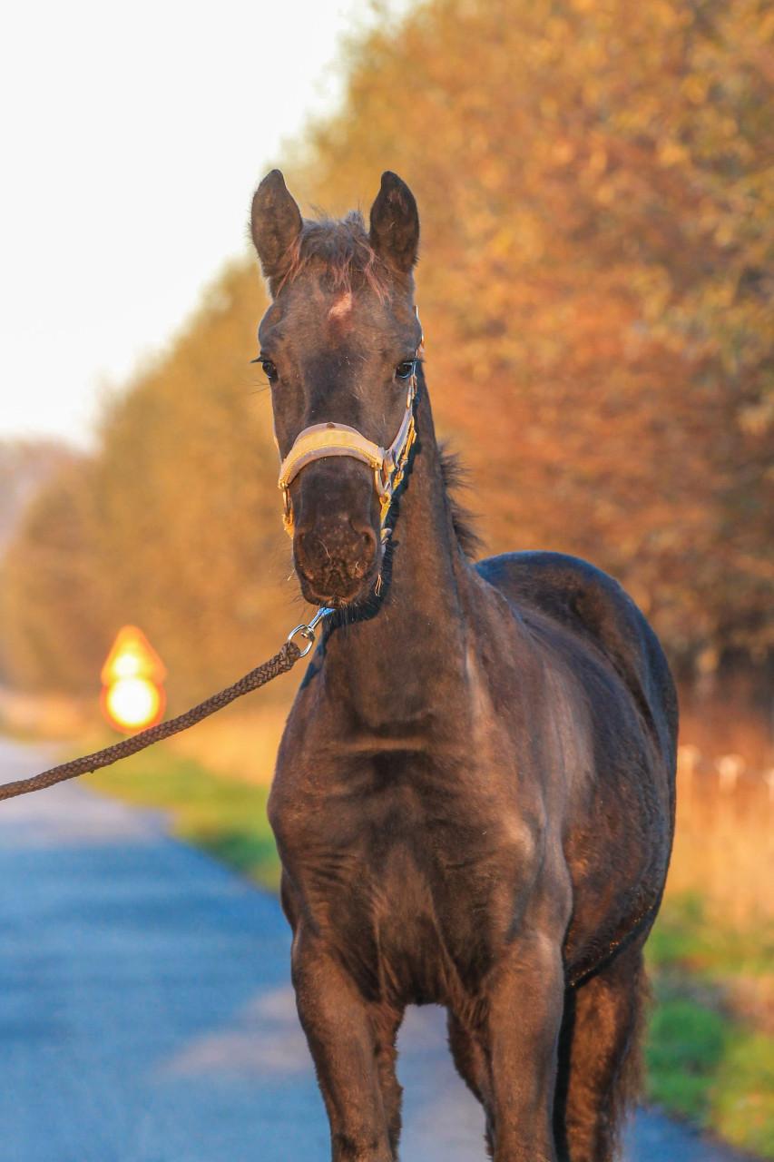 Knap Fries hengstveulen