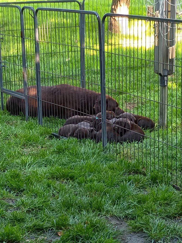 6 labrado puppy's