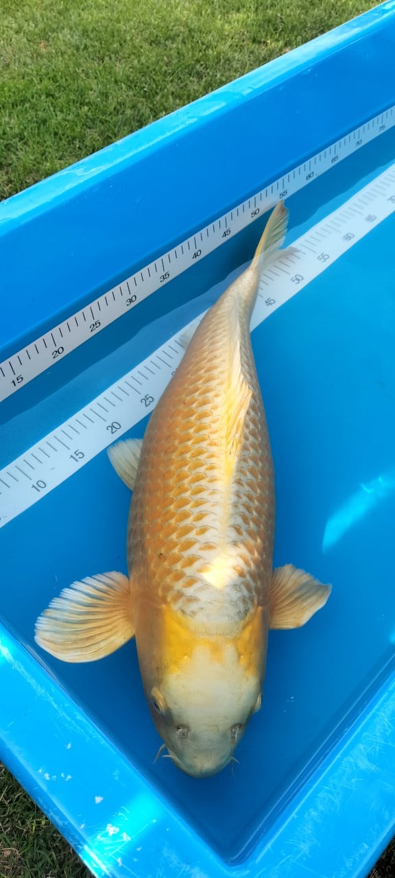 Yamabuki 63 cm