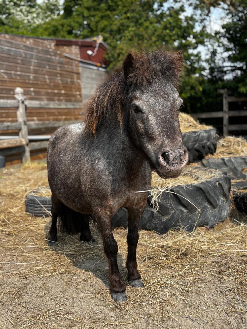 Gezocht verzorgster voor mini paardjes